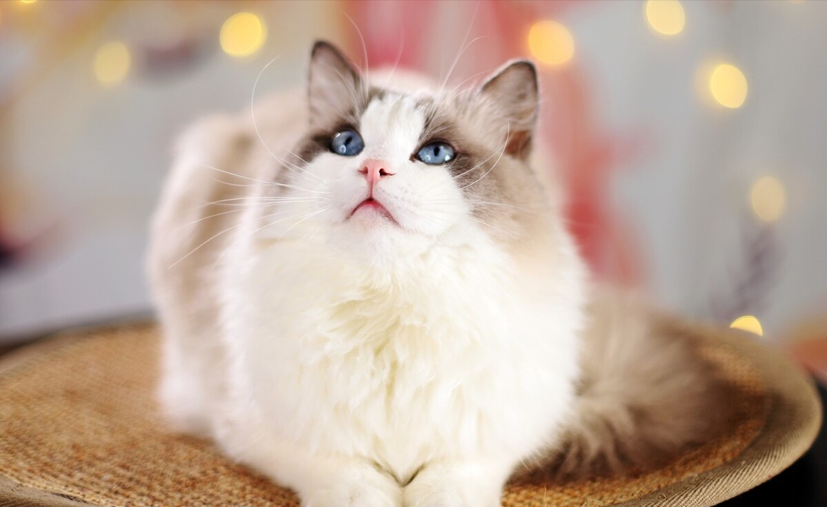 布偶猫