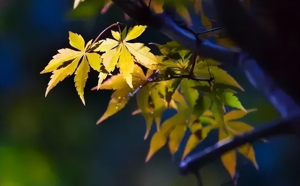 二十四节气立秋是什么意思，立秋的时间和代表的含义及来历