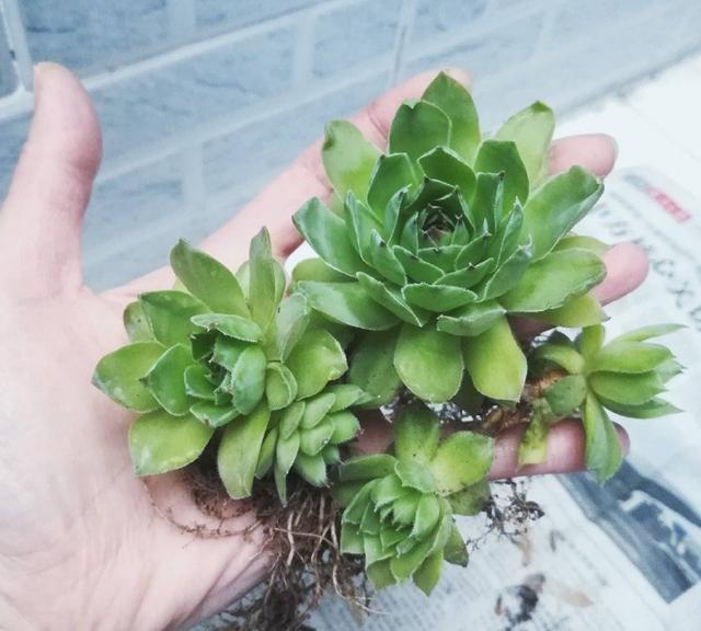 观音莲怎么繁殖，观音莲的繁殖养护（早春养观音莲）