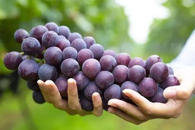 西安有哪些特色水果，陕西特色水果（水果在西安也有“盛唐气象”）