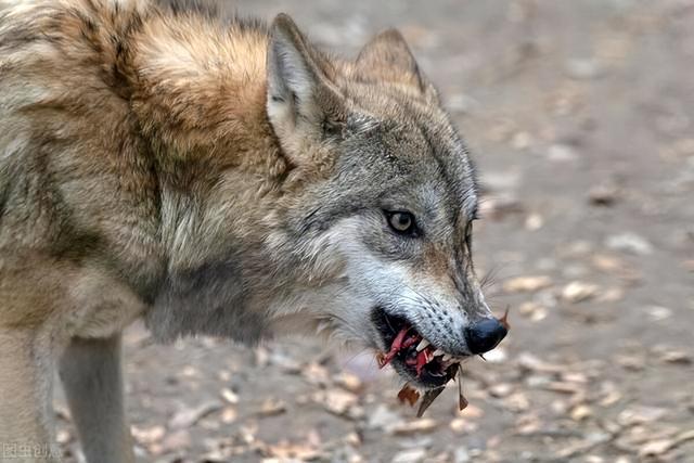 雪豹后传之苍狼全集，雪豹三部曲是哪三部（狼群调虎离山在荒原伏击雪豹）