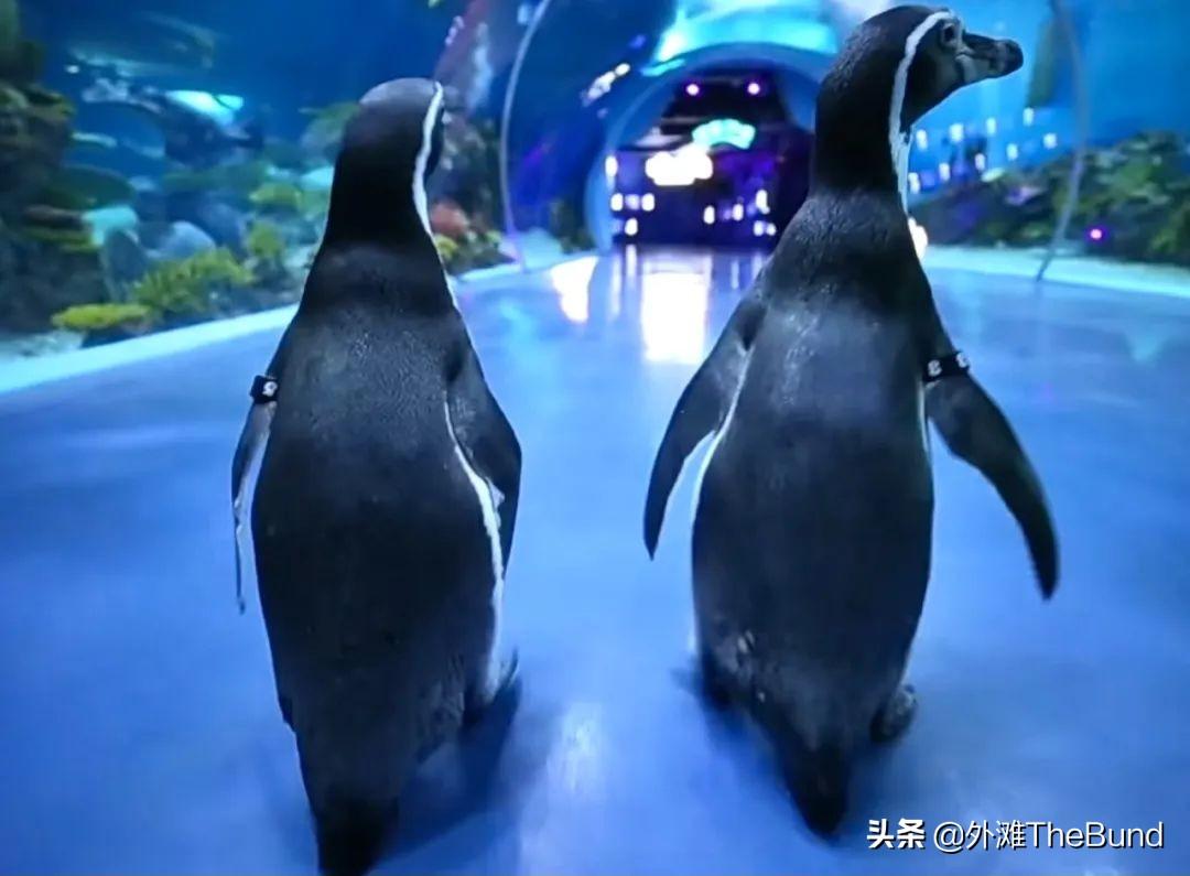 上海动物园好玩吗(没有游客的上海动物园)
