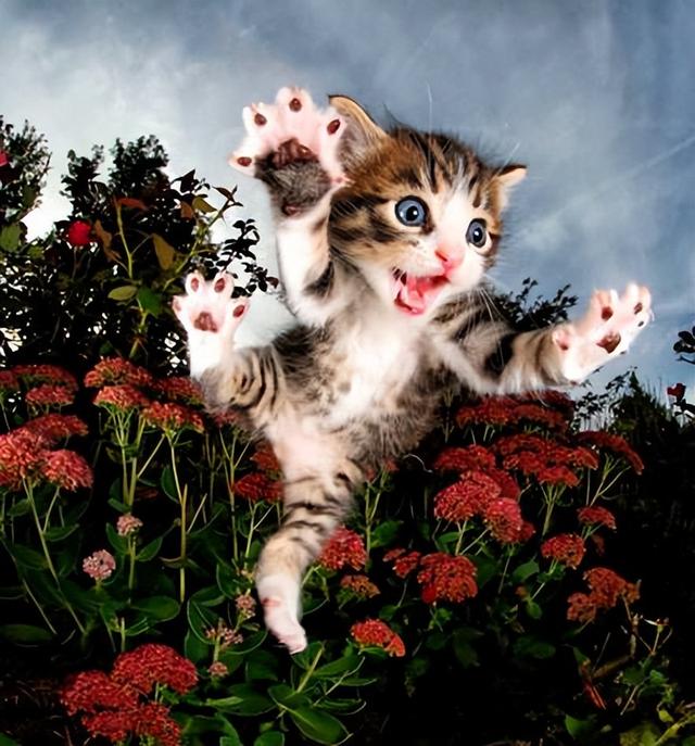猫对人有感情吗，猫对人有感情吗图片（这些后果很揪心）