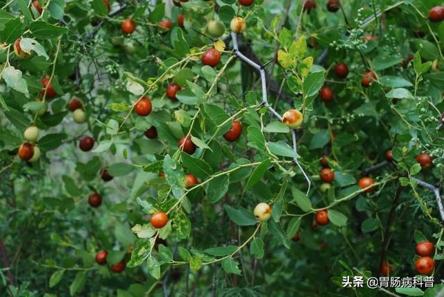 曼陀罗花的图片，曼陀罗花是什么（301味中药材的原植物彩色图谱）