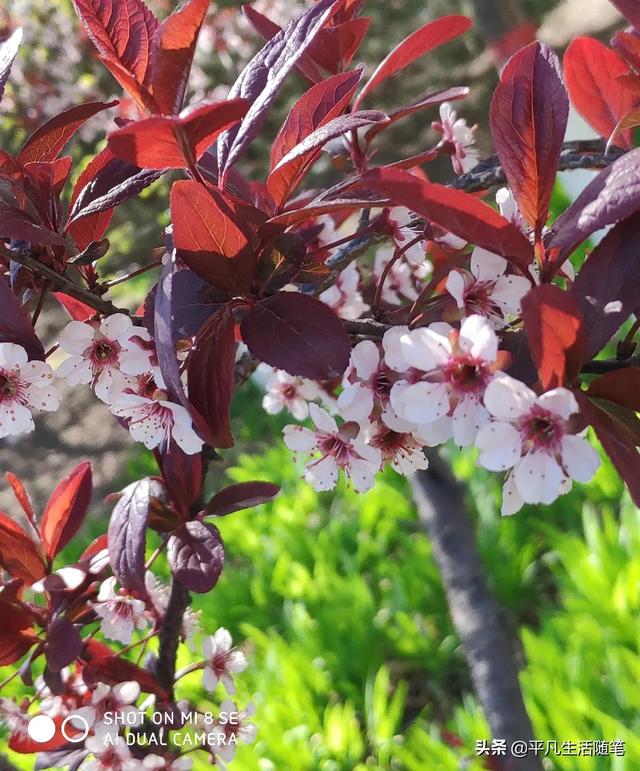 为什么喜欢春天，我为什么喜欢春天作文600字（春天是我喜欢的季节）