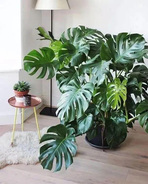 庭院喜阳植物，不同光照民宿花园或农场庭院内30种喜阴、喜阳植物