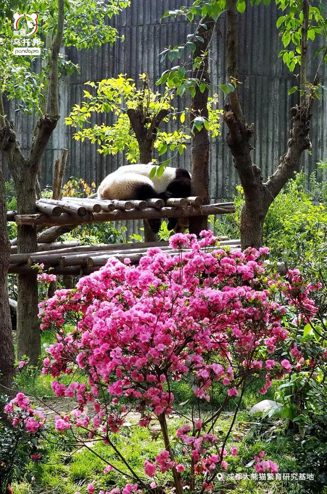 用来比喻爱情的动物，用动物比喻爱情的句子（也该成为四川人的恋爱标配）