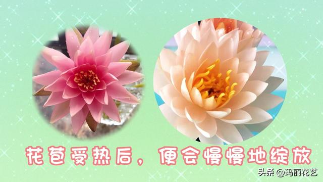 鲜花怎么醒花方法，醒花与不醒花的区别（鲜花睡莲怎么醒花）