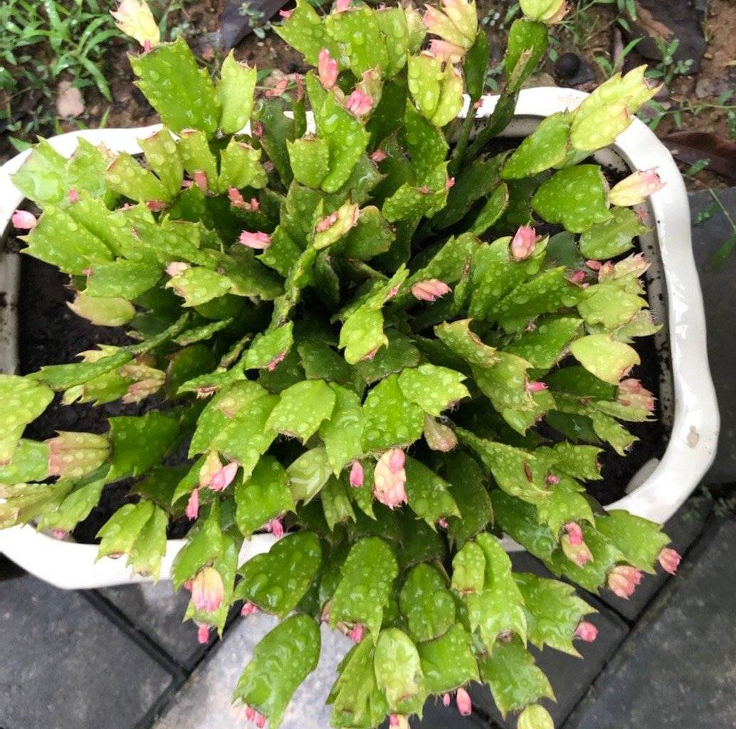 蟹爪兰长几节叶片开花(蟹爪兰的珊瑚瀑布开花多大) - 彝家农业网