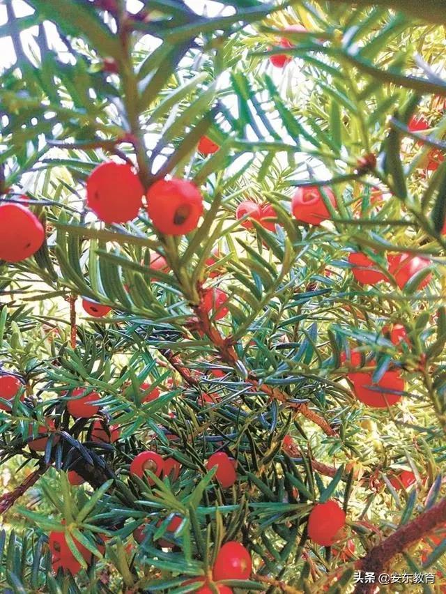 东北红豆杉的栽培及其价值，东北红豆杉的生长环境（“重症监护”中的古树）