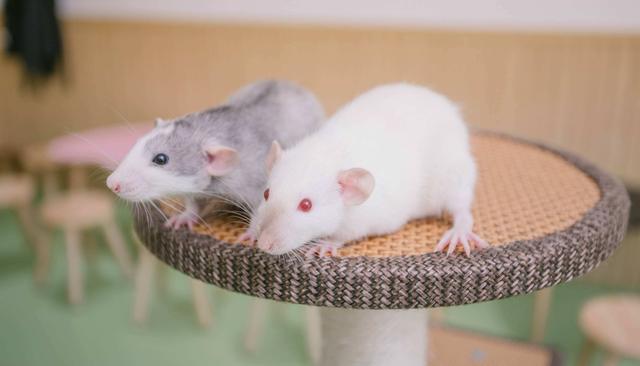 小白鼠多少钱一只，小白鼠（美国将8只白鼠放进“乐园”）