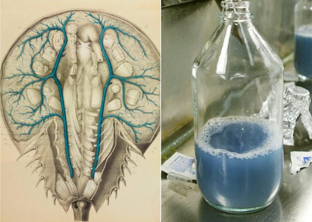 麝香的营养价值，麝香具有什么功效（价值贵重的5种生物体液盘点）