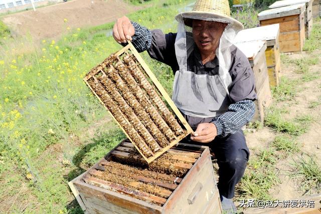 辨别真假土蜂蜜，辨别真假土蜂蜜的方法（养了40年蜜蜂的老大爷）