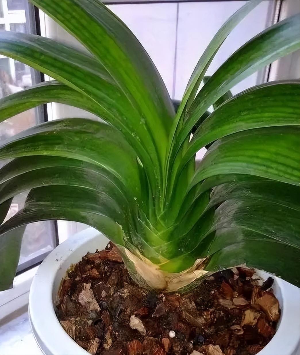 花肥用什么肥料好，养花用什么肥料（家里“5种”东西）