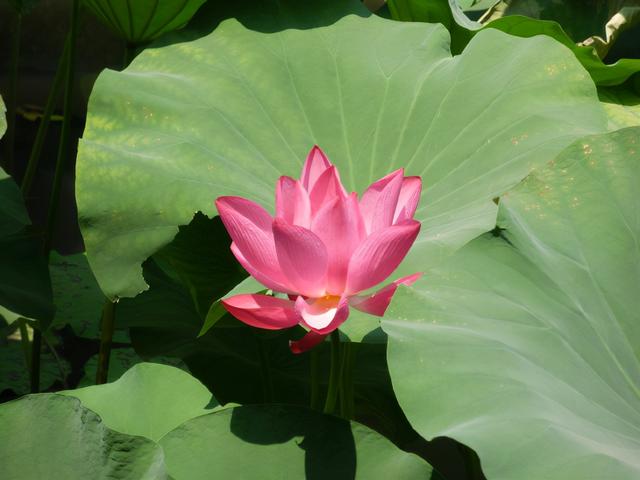 描述拙政园里的石舫，对拙政园的描写（金秋荷香——苏州拙政园<十>）