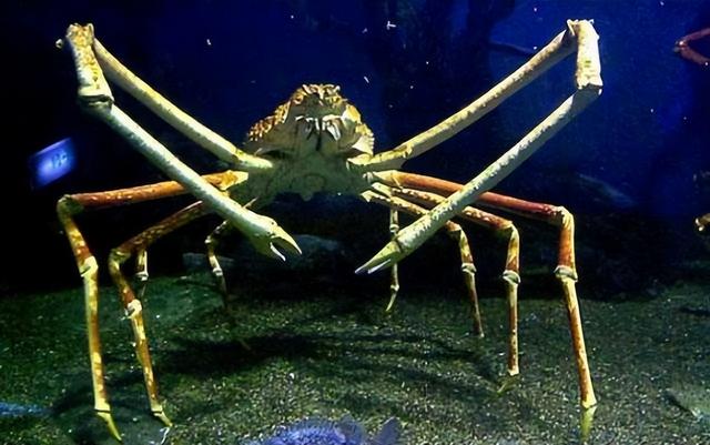 巨型蜘蛛蟹吃鲨鱼图片图片