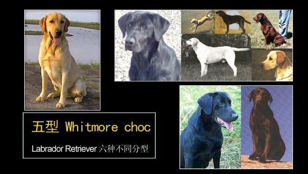 拉布拉多幼犬图片，纯种拉布拉多犬（纯种拉布拉多犬多少钱一只）