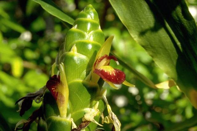 姜的种类和功效，姜的种类和功效和作用（12种姜科的辛香料）