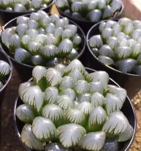 灵魂相似的人一旦相逢，灵魂相似的人一旦相逢是知心朋友（总有一天会在路上相逢）