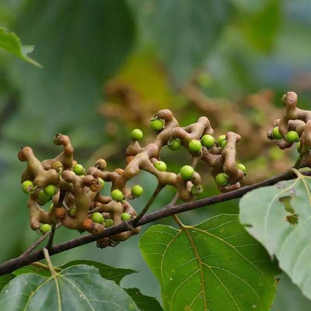 雪莲果图片，这13种水果因为名字被误解（雪莲果图片叶子图片）