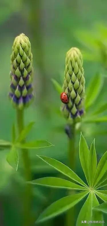 铁树开花的方法，铁树开花的方法有哪些（铁树开花了，也有芬芳的一天）