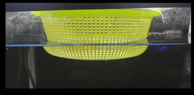 斑马鱼产卵前兆图片，斑马鱼繁殖（斑马鱼繁殖需要准备什么）