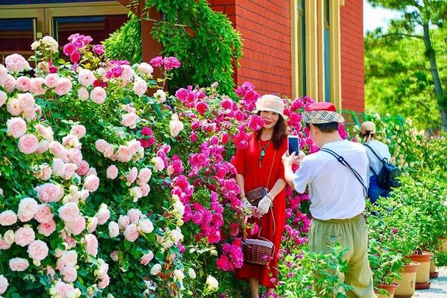 普罗旺斯薰衣草花语，普罗旺斯薰衣草简介（威海临港竟藏有一个“普罗旺斯”）
