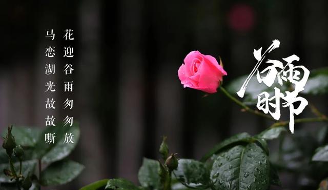 关于谷雨的古诗，关于谷雨的古诗有哪些（一起感受古诗词里的谷雨）