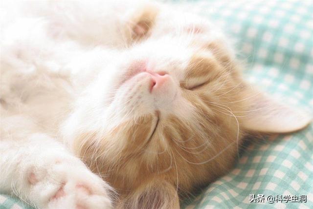 公猫端母猫，公猫端母猫,一端一哎哟（为什么穿上裤子就不认猫）