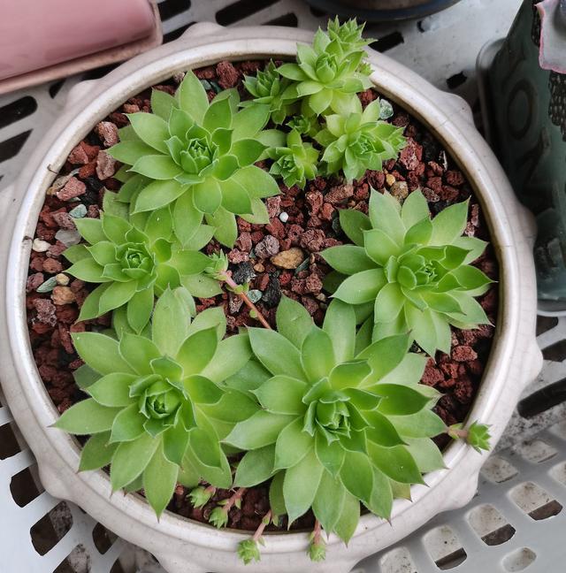 观音莲怎么繁殖，观音莲的繁殖养护（早春养观音莲）