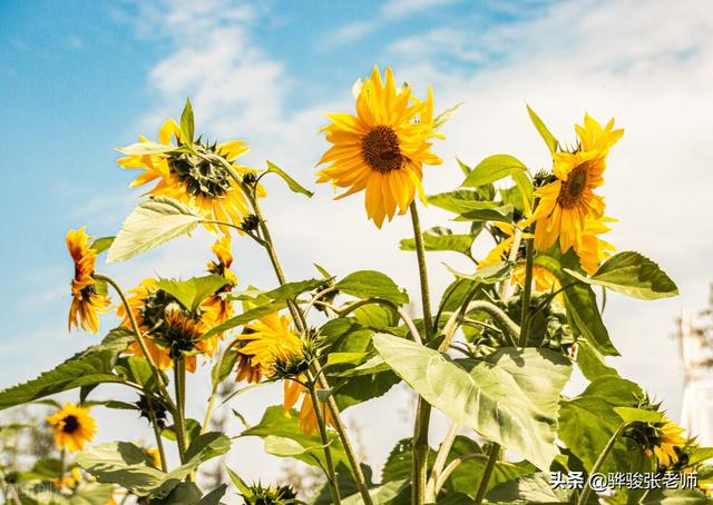 开封大学介绍，开封大学全称（河南8所称大学的专科）