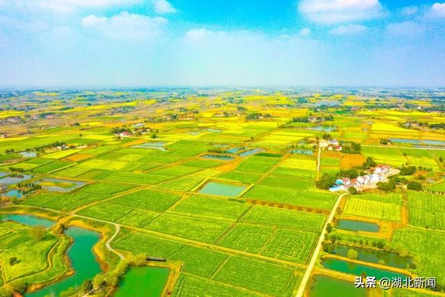 武汉市花是什么，武汉什么花是市花（三月的湖北全是花花花花花花）