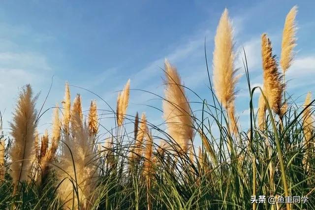 清明节气谚语有哪些 清明节的农事谚语和天气谚语，清明节气谚语有哪些（天气预报：重阳节将至）