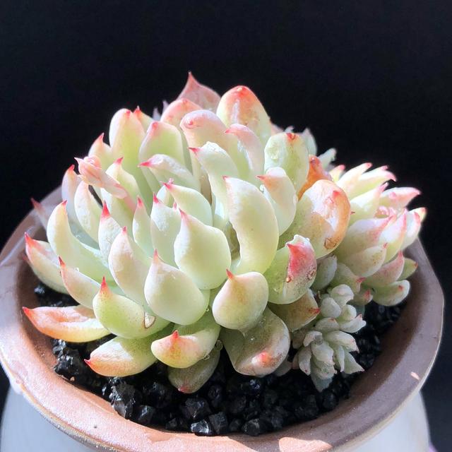 一杯水就可以发财的方法，床上放三物财不请自来（8种“发财花”）