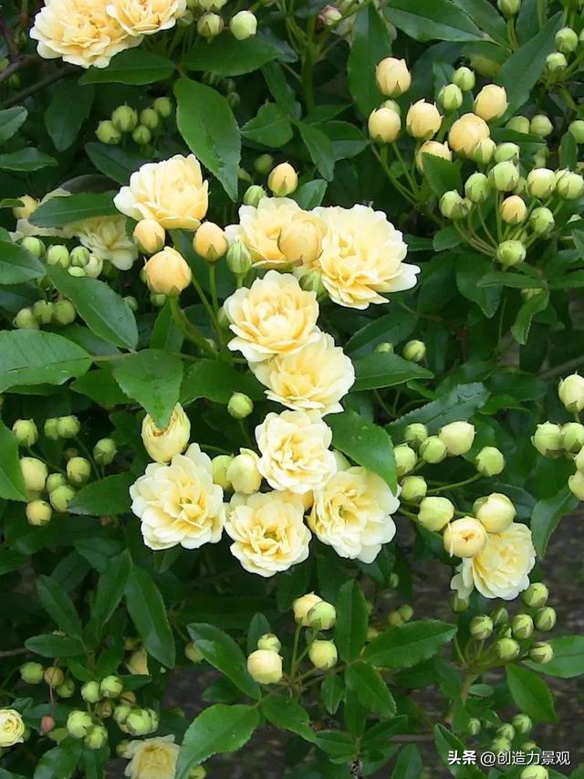 木香花是什么，木香花是什么样子的（美色不逊月季的爬藤植物——木香花）