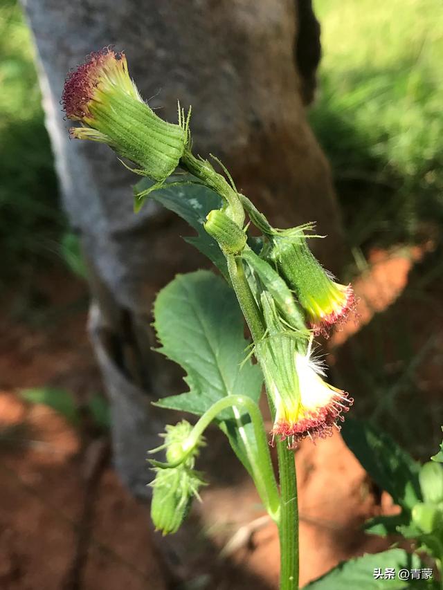 野茼蒿的功效与作用禁忌有哪些,野茼蒿副作用(野茼蒿)