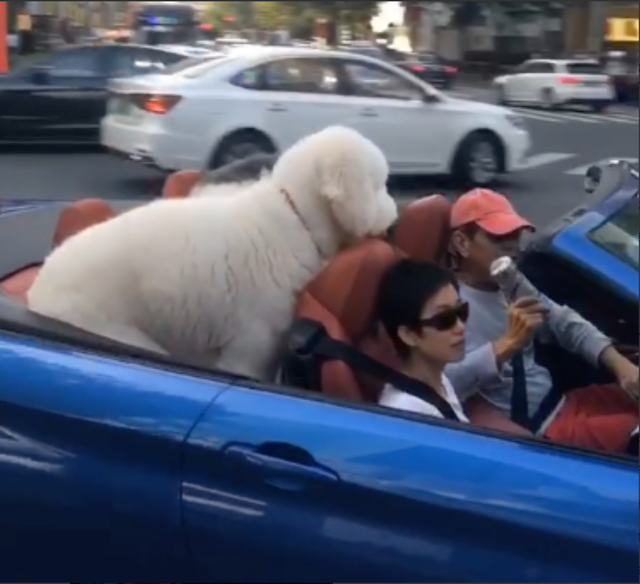 霍凡：嫁给大12岁张丰毅，结婚28年却不要孩子，她到底图什么？