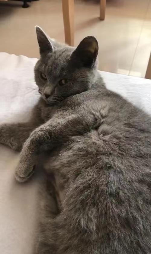 猫传腹怎么治疗，猫传腹怎么治疗好的（猫传腹症到底应该怎么治疗呢）