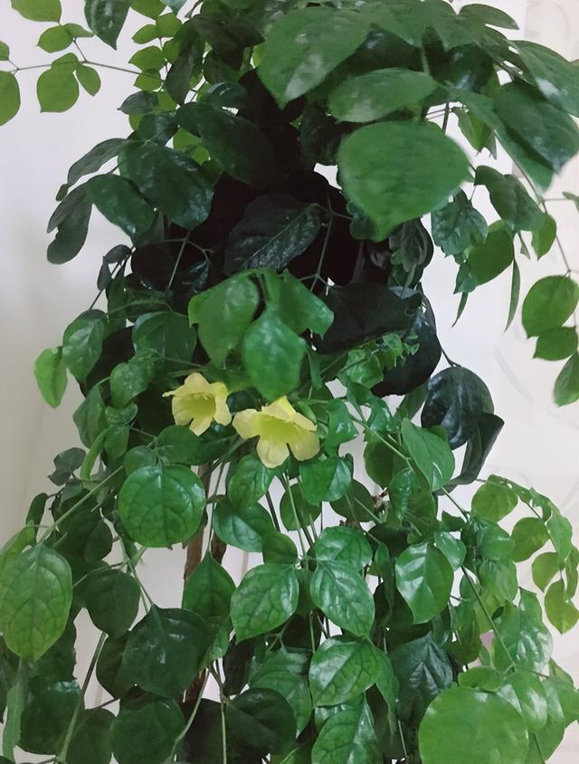 花与生活的关系花在生活中的用途，花给生活中带来了什么（美丽温馨又健康）