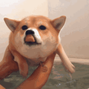 秋田犬和柴犬的区别，如何区分柴犬与秋田犬（教你轻松分辨秋田犬和柴犬）