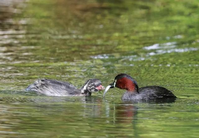 灰背燕尾，中国鸲鹟科鸟类，灰背燕尾是燕子吗（来自腾冲和顺的“她们”成了全国网红~）