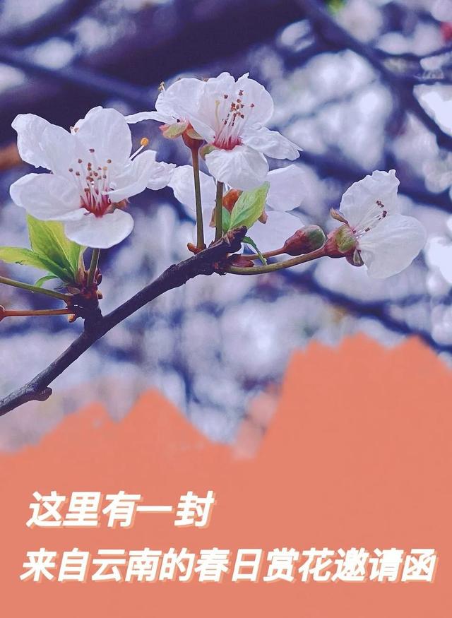 云南花海旅行记，春天，来云南与七彩花海相遇