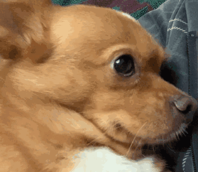 【沙雕狗狗头像】微信，【沙雕狗狗头像】（狗狗沙雕动图表情包 ​​​）