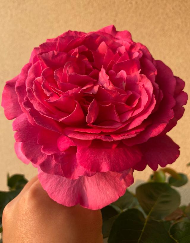 红色贵族是什么意思，贵族指的是什么（长得像牡丹的月季—伊芙·红色贵族香水）