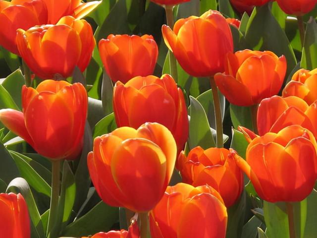 花，花好月圆人长久（72种鲜花欣赏图片）