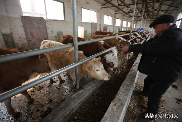 肉牛养殖利润分析，肉牛的养殖利润（引种肉牛的这些注意事项你知道吗）