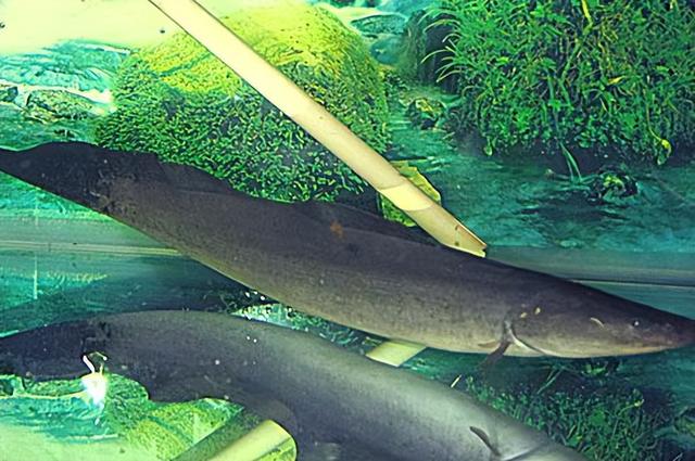 皇冠鱼，不适宜混养的中大型观赏鱼（皇冠鱼多少钱一条）