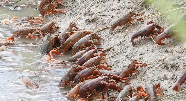 什么是清道夫，什么是清道夫鱼能吃吗（活埋清道夫被指责虐待动物）