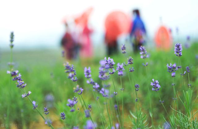 2021清明踏青的来历，踏青起源于什么时候（清明扫墓踏青的习俗起于何时）