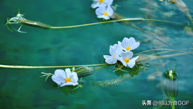 泸沽湖三大禁忌，泸沽湖和洱海哪个更值得去（泸沽湖畔摩梭人的传统食材与饮食文化）